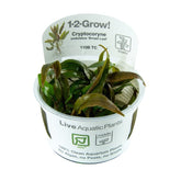 110B TC 安杜椒草(闊葉型) Cryptocoryne undulata 'Broad Leaf'
